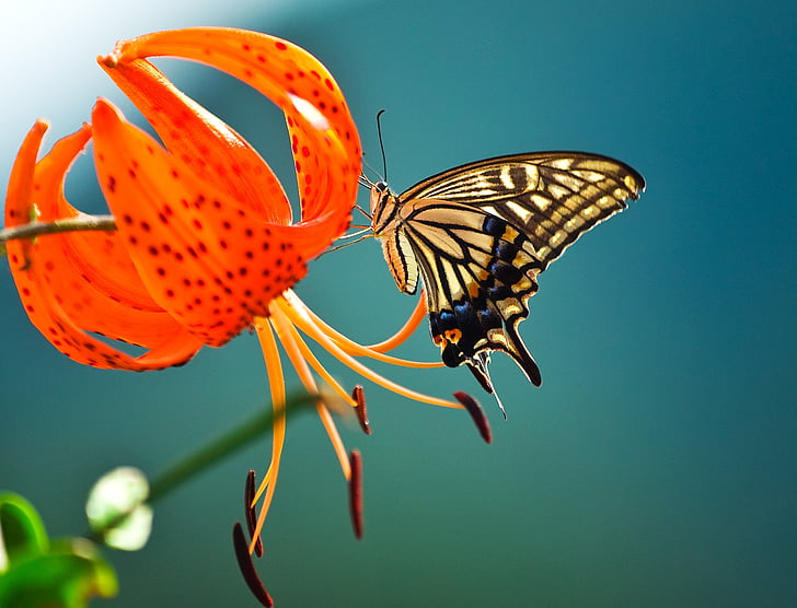 пеперуда, цветя, лястовича опашка, насекоми, природата, Пролет, планински цветя