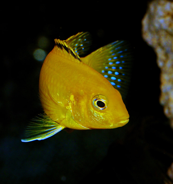 fish, yellow, african cichlid, blue, fin, labidochromis, aquarium