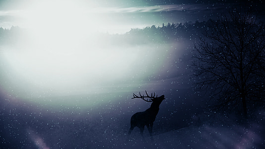 Hirsch, lasu, Natura, dziki, zimowe, śnieg, noc