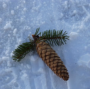 conos de pino, naturaleza, Abeto, árbol, invierno, nieve, rama