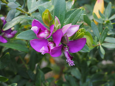 blommor, Violet, lila, Periwinkle, Polygala myrtifolia, keuzblume, Polygala