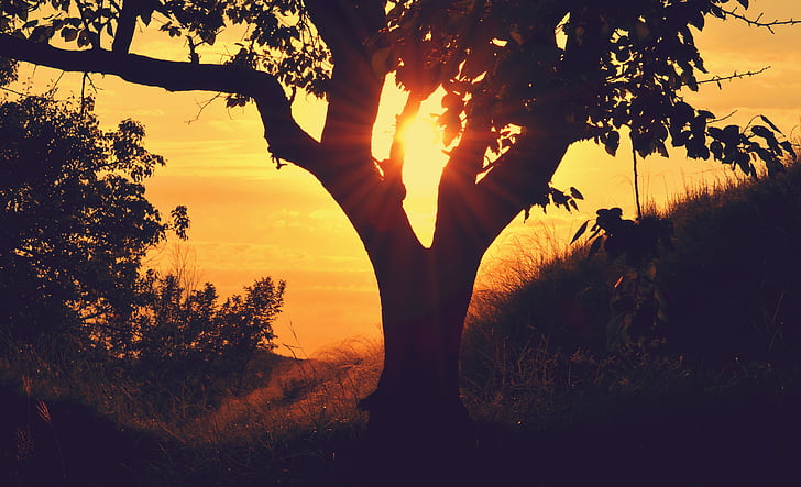 bough, hill, silhouette, sunrise, sunset, tree, twilight