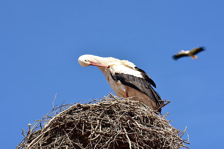 storks, pair, nest building, build, birds, stork, fly