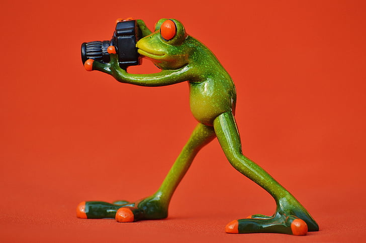 photographe, grenouille, drôle, vert, animal, monde animal, amusement