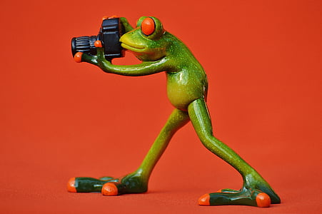 fotògraf, granota, divertit, verd, animal, món animal, diversió