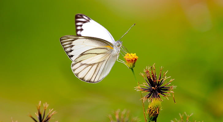 motýľ, bug, hmyzu, zviera, Záhrada, krídlo, divoké