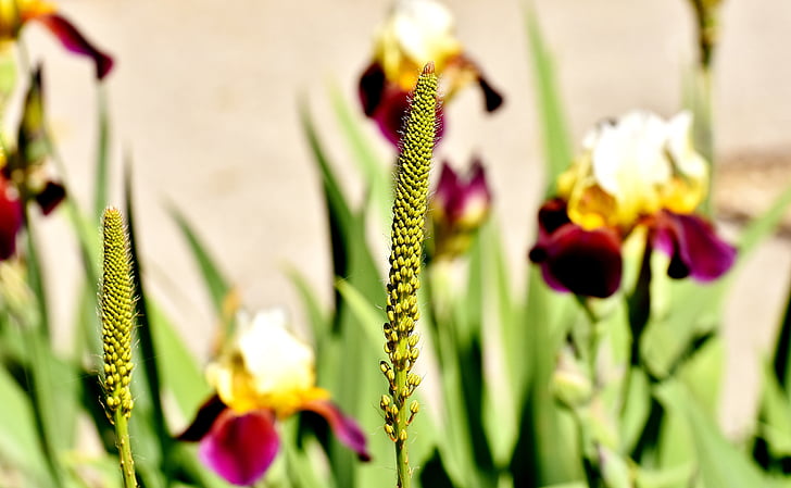erbe, fiori, natura, pianta, giardino, fiore, Close-up