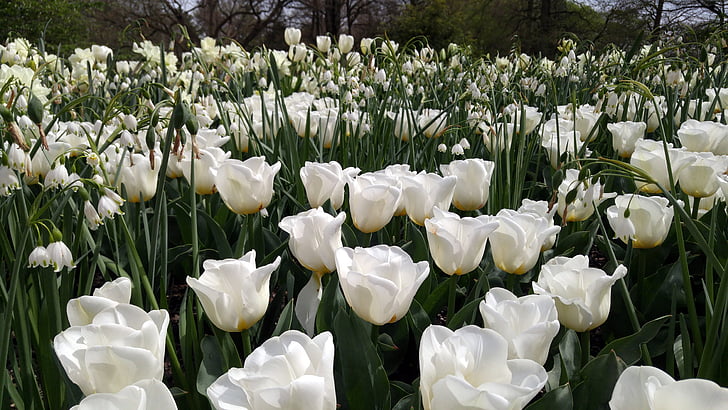 kvety, tulipány, záhrady, jar, Kvetinová, kvet, biela