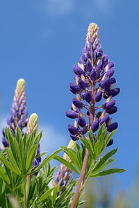 Lupin, blomst, Blomsterstand, Sky, blå