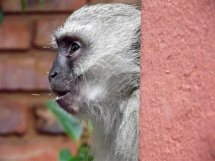 Vervet monkey, Monkey, trädgård, Sydafrika, Hartbeespoort, vilda djur, djur