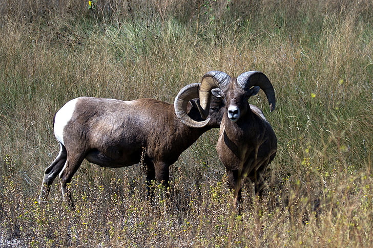 horské ovce, ovce, divoké zviera, Fotografie prírody, USA, rohy