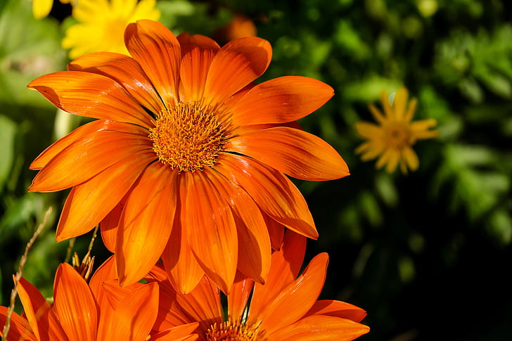 Gazània, flor, flors, brillant, taronja, planta ornamental, color taronja