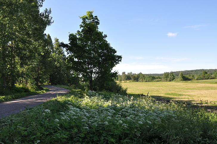 nature, summer, finland, green, outdoor, sun, sky