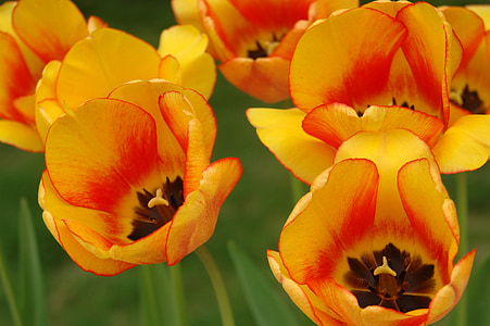 tulipán, sárga, kert, tavaszi, természet, növény, virág