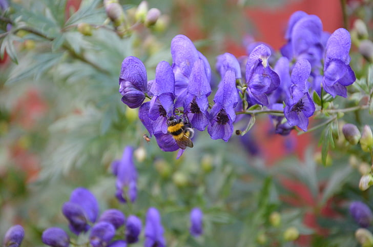 ดอกไม้, ผึ้ง, ภูมิทัศน์, แมลง, การผสมเกสร, ธรรมชาติ, ดอกไม้ฤดูใบไม้ผลิ