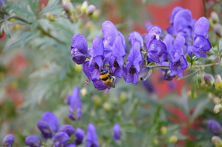 flores, abeja, paisaje, insectos, polinización, naturaleza, flores de primavera