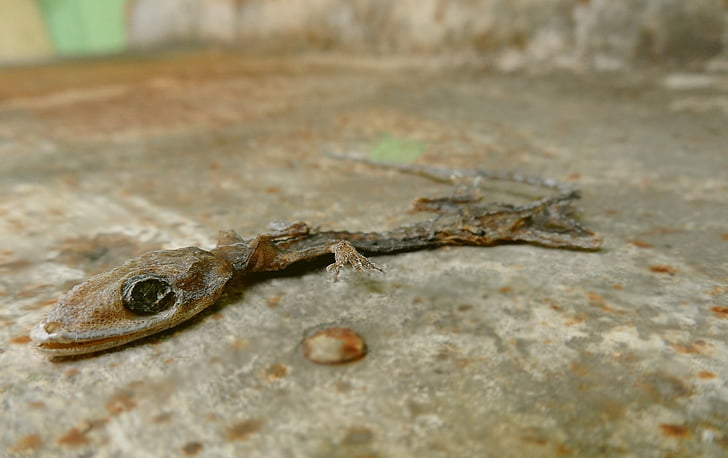 Gecko, naturen, döda, torr, liket