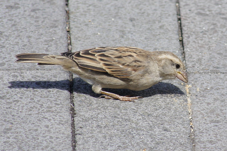 pták, Sparrow, makro