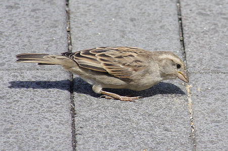 fuglen, Sparrow, makro