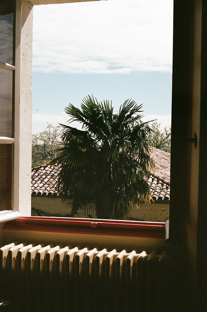 vert, Palm, plante, près de :, fenêtre de, palmier, appareil de chauffage