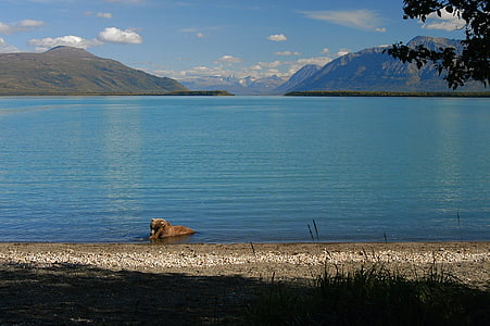 gấu nâu, Lake, động vật hoang dã, động vật ăn thịt, Thiên nhiên, chân dung, hoang dã