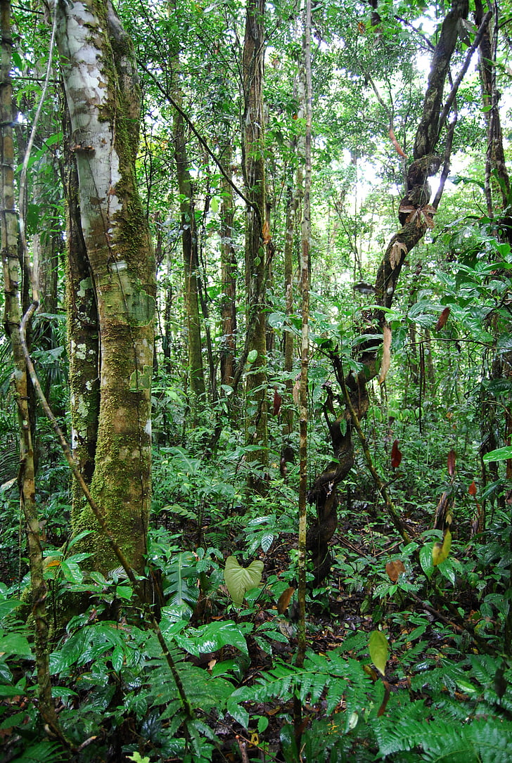 ζούγκλα, Ισημερινός, φύση, πράσινο, ομορφιά, δέντρα, δάσος