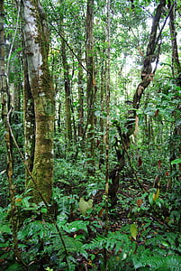džungla, Ekvador, priroda, zelena, ljepota, stabla, šuma