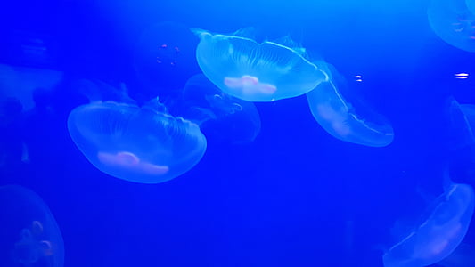 méduse, nature, Aquarium