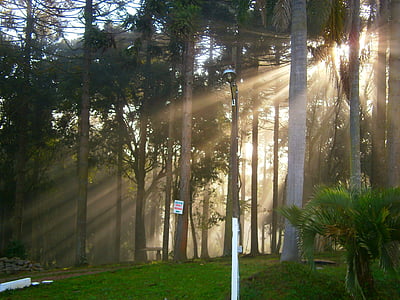 matí, llum, arbres
