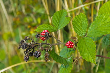 blackberries, berry, leaf, thorns, harvest, bush, grasses