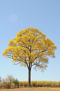 árbol, amarillo, primavera, granja, hermosa, IPÊ, paisaje