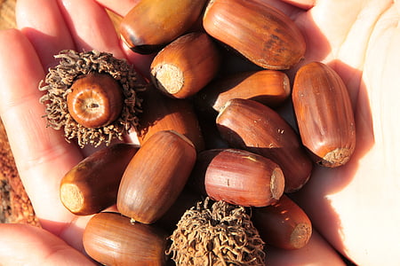 acorns, fall, nut, oak, trees, woods, nature