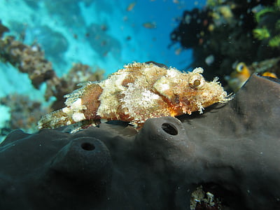 poissons scorpions albinos, plongée, plongée sous-marine