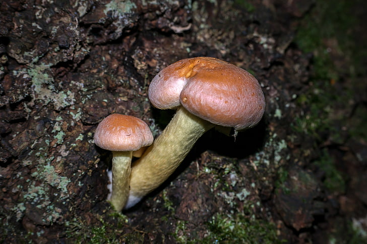 champignon, automne, Hypholoma sublateritium, schwefelkopf, toxique, Forest, champignon de l’arbre