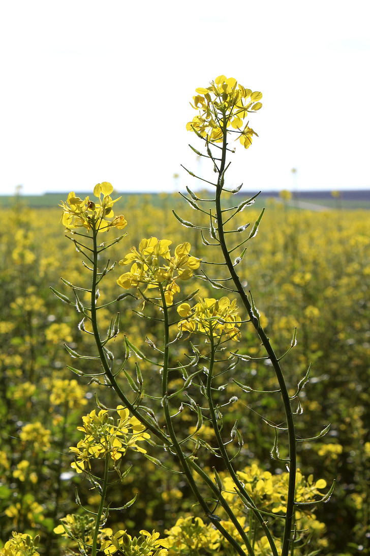 oilseed rape, flower, blossom, bloom, yellow, nature