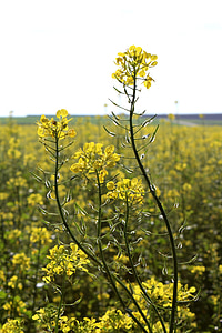 oilseed hiếp dâm, Hoa, Blossom, nở hoa, màu vàng, Thiên nhiên