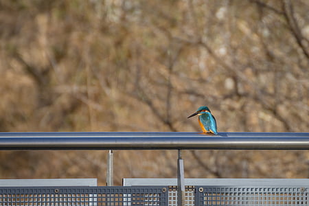 kingfisher, bird, nature, plumage, colorful, railing, feather