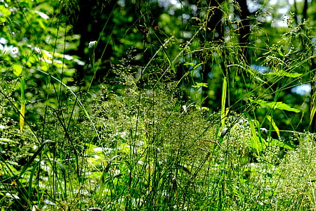 grasses, forest, nature, meadow, green, landscape, flowers