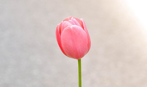 tulip, flower, blossom, bloom, pink, pastel, schnittblume