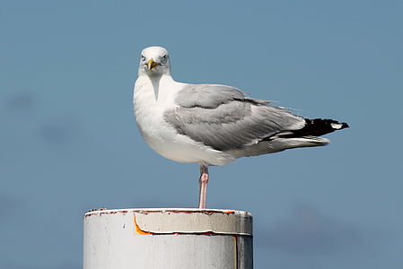 seagull, beach, water bird, coast, sea, bird, plumage
