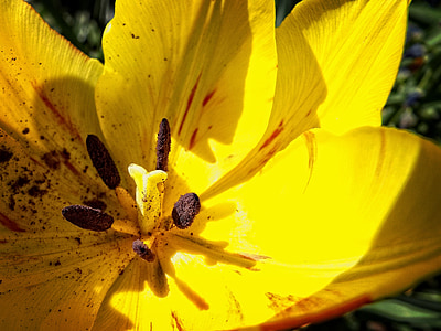 Tulipan, żółty, makro, kwiat, ogród, Słupek