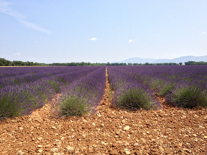 Valensole, laventeli, kesällä, Haute Provencen