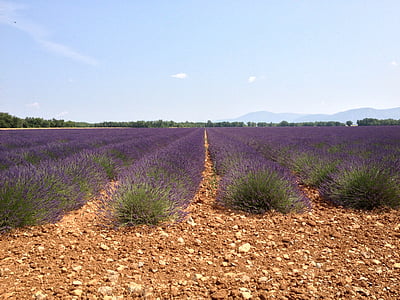 Valensole, lavendel, Sommer, Haute provence