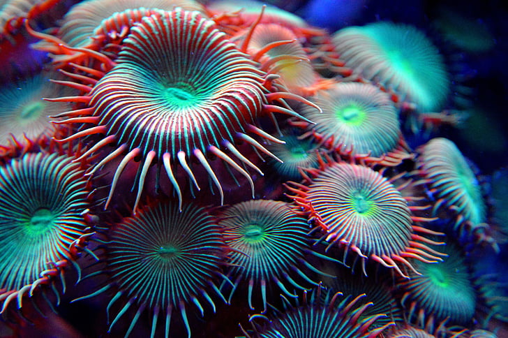 anemone, coral, sea, aquarium, fish, blue, animal