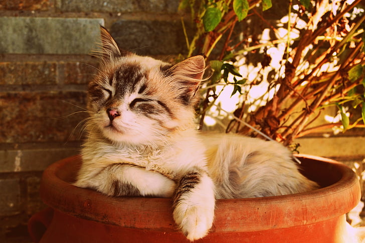 gatito dormido en una olla, hermoso gato dormido, Retrato del animal doméstico, lindo, furry, dulce, encantadora