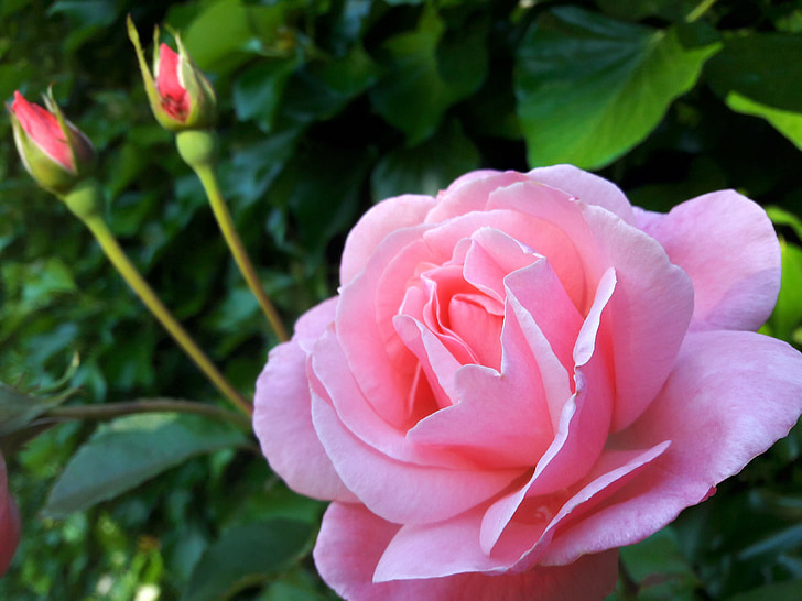 Rosa, flor, Rosa, l'amor, natura