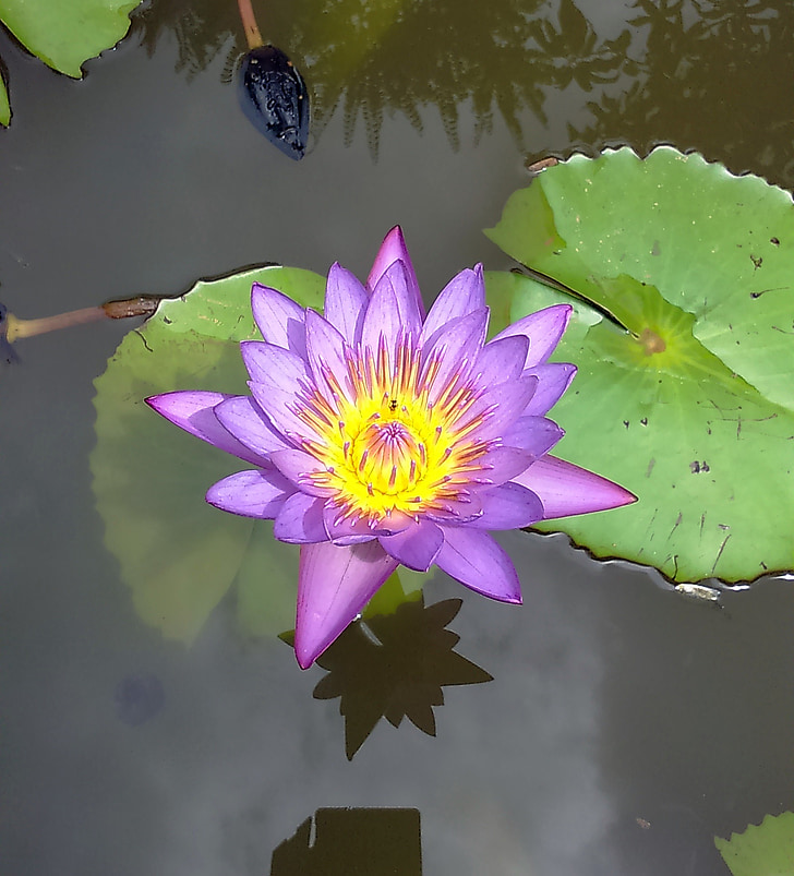 lily, flower, blue water lily, neelkamal, nil-sapla, nymphaea nouchali, nymphaeaceae