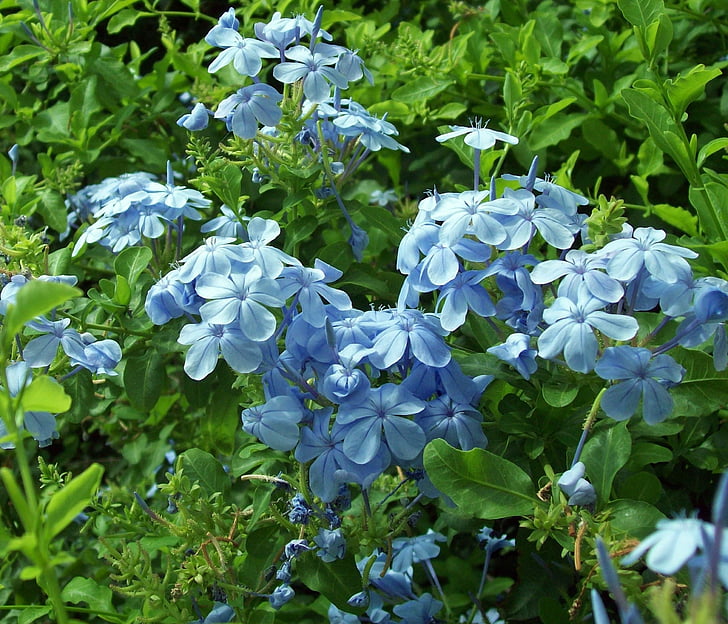 puķe, daba, Flora, Pavasaris, zila, āra, Īrija
