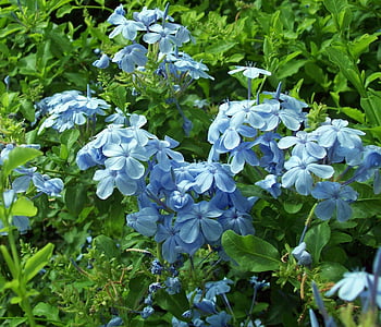 lill, loodus, Flora, kevadel, sinine, Välibassein, Iirimaa