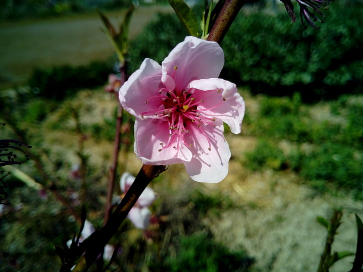 kvet, Mandľový strom, jar, strom, Mandľový kvet, Almond pobočky v bloom, Mandľový strom prírody